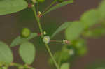 Muscarene Island leaf-flower